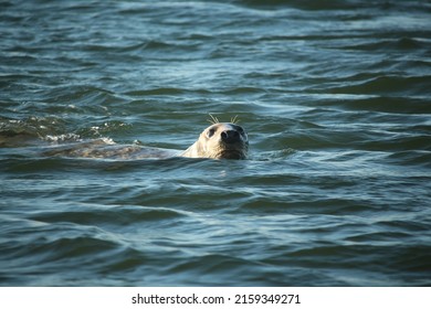 Common Seals Swimming And Basking In The Sun In The Water And On The Beaches Around Blakeney, Norfolk, UK.