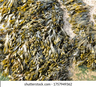 Common Seaweed Bladder Wrack Scientific Name Stock Photo 1757949362