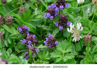 Common self-heal, Prunella vulgaris and white clover, Trifolium repens, these plants are important for pollinating insects - Shutterstock ID 2254524215