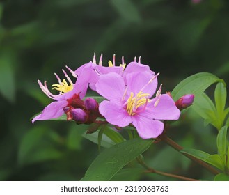 Common Sendudok, Singapore Rhododendron, Indian Rhododendron, Sesenduk, Malabar Gooseberry, Straits Rhododendron, Sendudok, Senduduk, 野牡丹