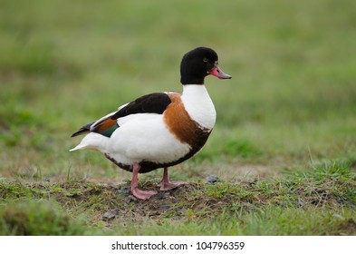 Common Shelduck