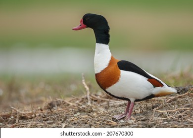 Common Shelduck