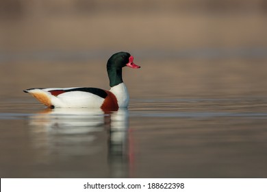 Common Shelduck/ Bergeend