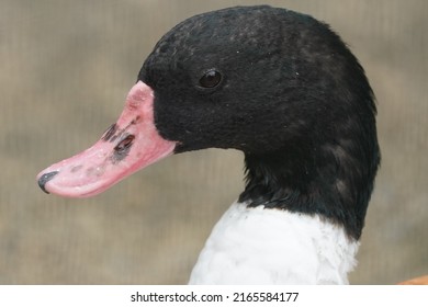 Common Shelduck Is Closed Up