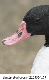 Common Shelduck Is Closed Up