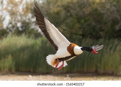 The Common Shelduck In The Lake