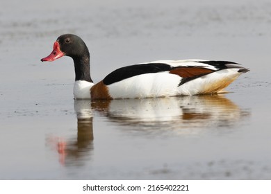 The Common Shelduck In The Lake