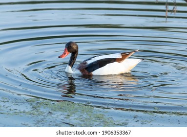 The common shelduck is a waterfowl species of the shelduck genus, Tadorna
