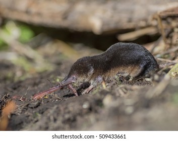 Common Shrew, Sorex Araneus