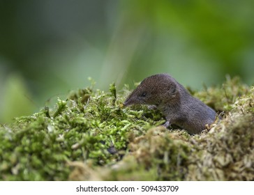 Common Shrew, Sorex Araneus