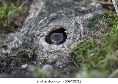 Common Shrew, Sorex Araneus