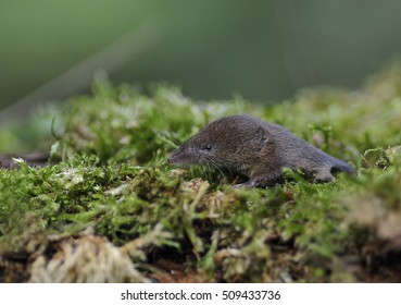 Common Shrew, Sorex Araneus