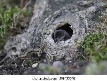 Common Shrew, Sorex Araneus