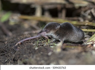 Common Shrew, Sorex Araneus