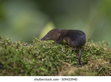 Common Shrew, Sorex Araneus