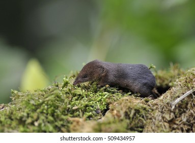 Common Shrew, Sorex Araneus