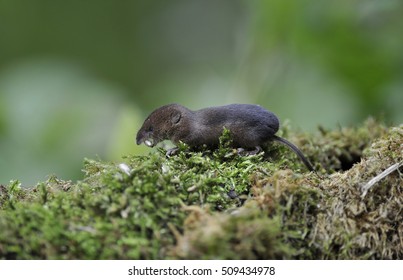 Common Shrew, Sorex Araneus