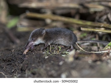 Common Shrew, Sorex Araneus