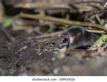 Common Shrew, Sorex Araneus