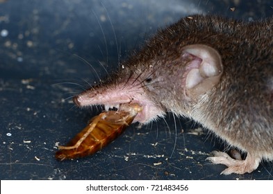 Common Shrew (Sorex Araneus)