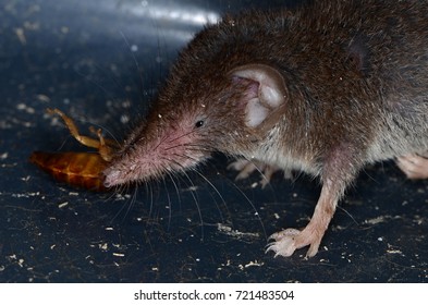 Common Shrew (Sorex Araneus)