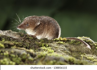 Common Shrew Hd Stock Images Shutterstock