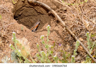 Common Side Blotched Lizard In Baja California