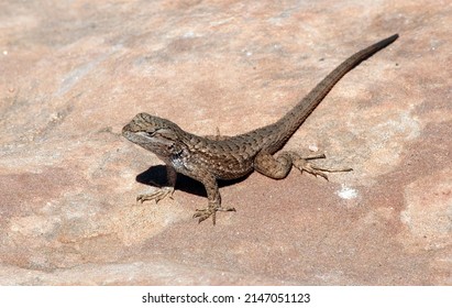 Common Side Blotched Lizard, Canyonlands National Park Utah USA
