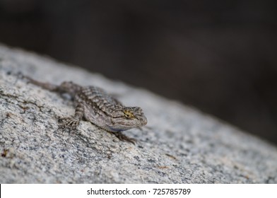 A Common Side Blotched Lizard In The Mojave Desert. Joshua Tree National Park