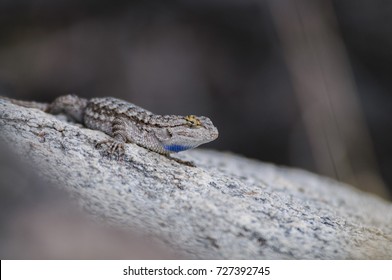 A Common Side Blotched Lizard In The Mojave Desert. Joshua Tree National Park