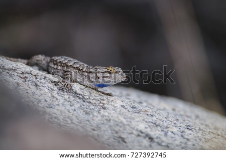 A Common Side Blotched Lizard in the Mojave Desert. Joshua Tree National Park