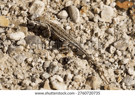 Common Side Blotched Lizard in Salt Lake USA