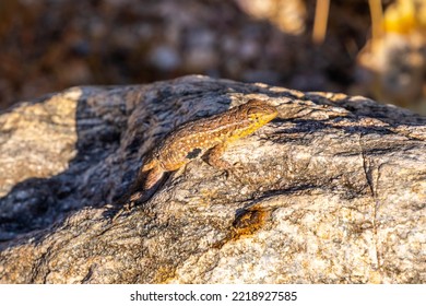 A Common Side Blotched Lizard In Tucson, Arizona