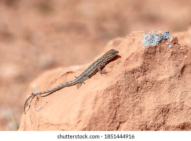 Common Side Blotched Lizard (Uta Stansburiana). An Animal In Gold Butte National Monument, Clark County, Nevada, USA