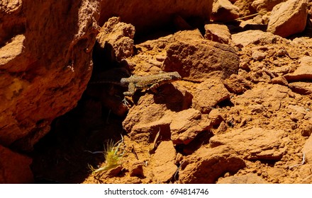 The Common Side Blotched Lizard Or Uta Stansburiana Tries To Camouflage Itself In Arches National Park, Moab, Utah.