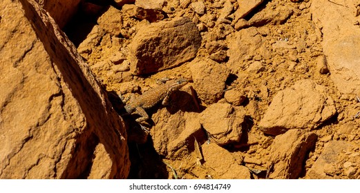 The Common Side Blotched Lizard Or Uta Stansburiana Camouflaged In Arches National Park, Moab, Utah