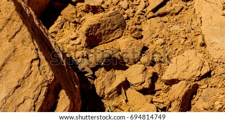 The Common Side Blotched Lizard or Uta Stansburiana camouflaged in Arches National Park, Moab, Utah