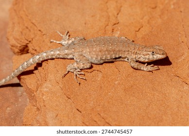 Common Side-blotched Lizard basking on rock