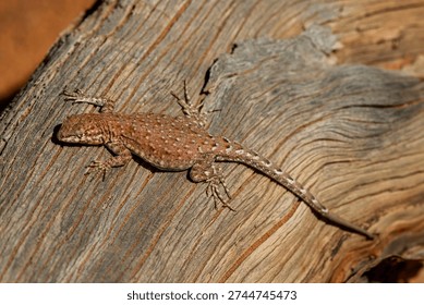 Common Side-blotched Lizard basking on log
