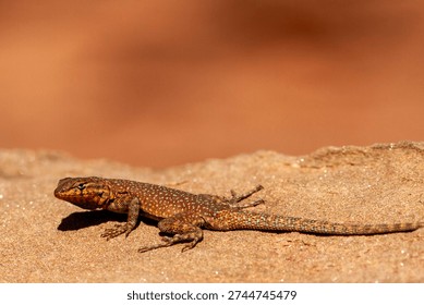 Common Side-blotched Lizard basking on rocky habitat