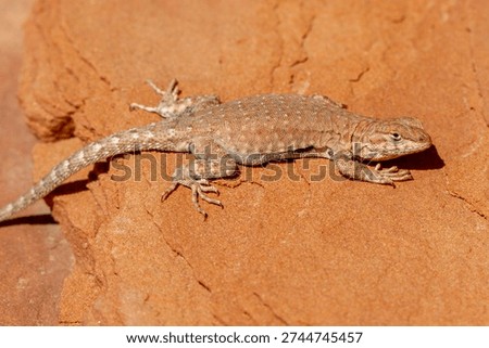Common Side-blotched Lizard basking on rock