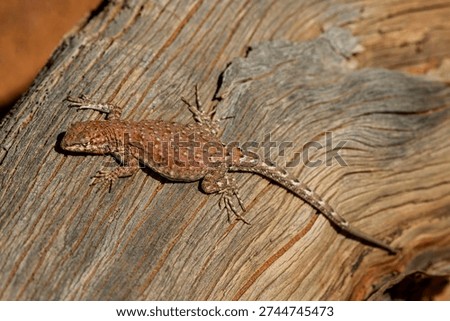 Common Side-blotched Lizard basking on log