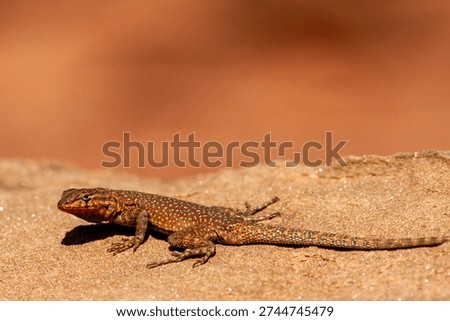 Common Side-blotched Lizard basking on rocky habitat