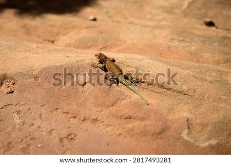 A common side-blotched lizard basking on a sun-warmed red sandstone rock in the American Southwest