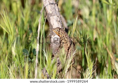 common side-blotched lizard on a tree branch