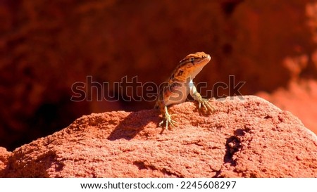 The common side-blotched lizard (Uta stansburiana) Stock fotó © 