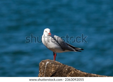 Common Silver Gull coastal bird perched near river in New South Wales, Australia