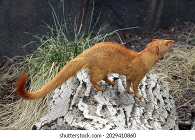 Common Slender Mongoose (Herpestes Sanguineus)