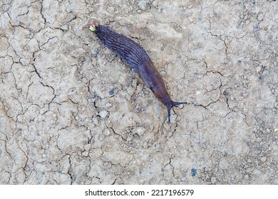 Common Slug Crawling On Dry Land. Arion Ater.