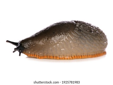 Common Slug Isolated On A White Background